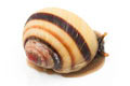 Acavus haemastoma haemastoma Mirrisa, Sri Lanka semiadult, 25 mm